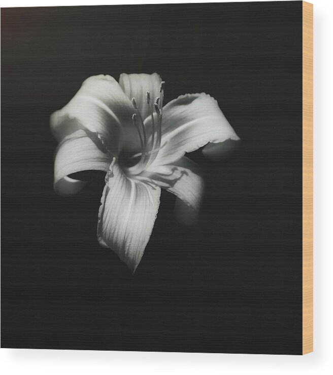 Lily Wood Print featuring the photograph Natures Fireworks by Scott Norris
