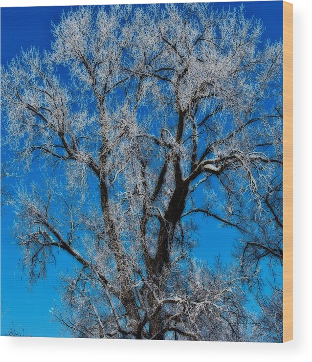 Standing Bear Lake Wood Print featuring the photograph Natures Lace by Ed Peterson