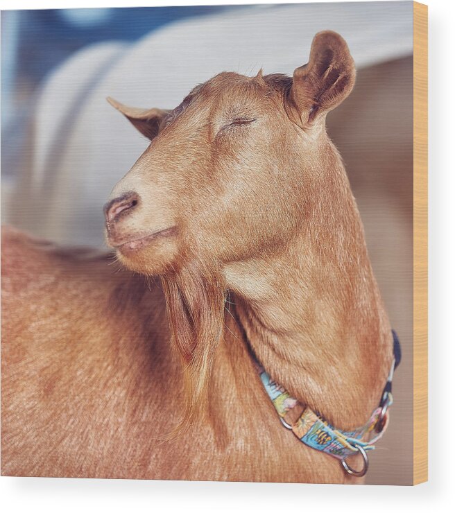 Goat Wood Print featuring the photograph No Autographs and No Pictures Please by TC Morgan