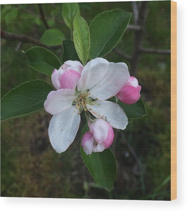 Flowerpower Wood Print featuring the photograph #nofilter #peachblossom #blooms by Anastasiia Iatsyna