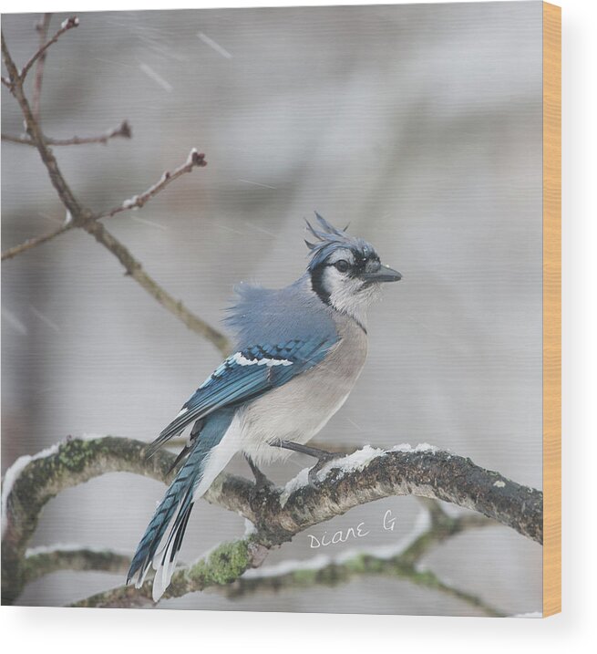  Blue Jay Wood Print featuring the photograph Nor' Easter Blue Jay by Diane Giurco