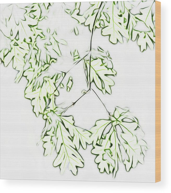 Leaves Wood Print featuring the photograph Oak outlines by Karen Smale