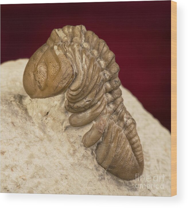 Limestone Wood Print featuring the photograph Oklahoma Trilobite. by W Scott McGill