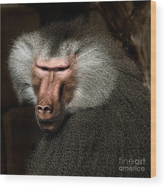 Affen Wood Print featuring the photograph Old Male by Joerg Lingnau