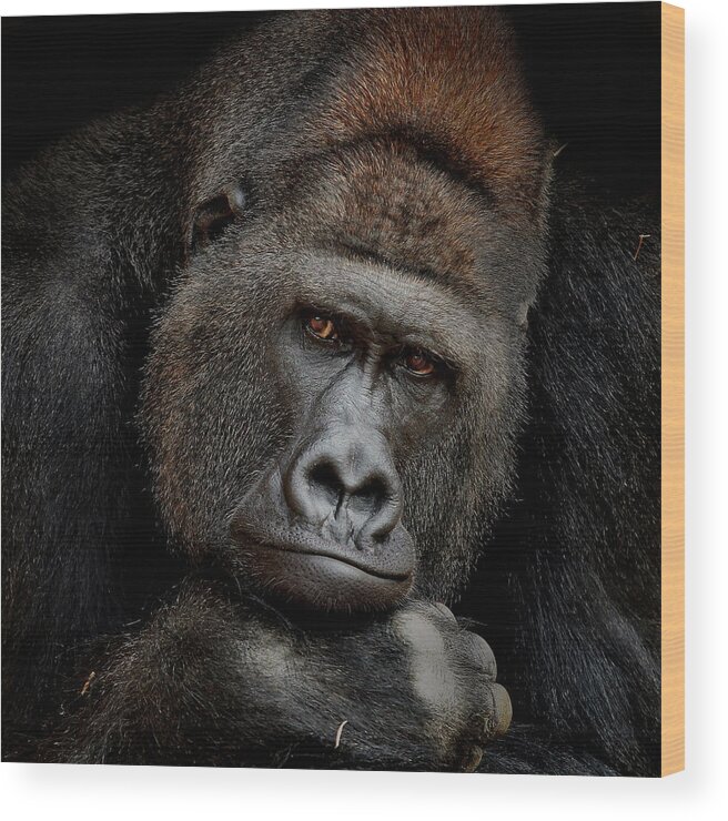 Gorilla Wood Print featuring the photograph One Moment In Contact by Antje Wenner