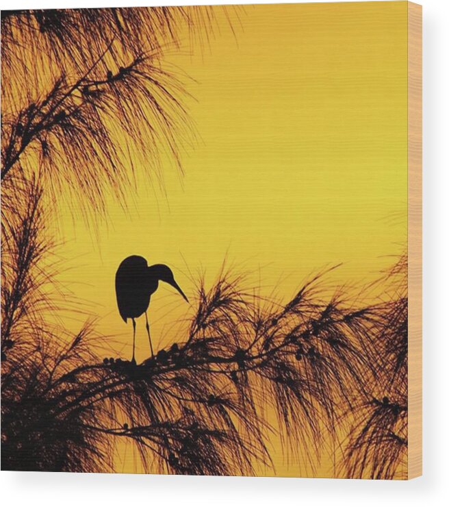 Egret Wood Print featuring the photograph One Of A Series Taken At Mahoe Bay by John Edwards