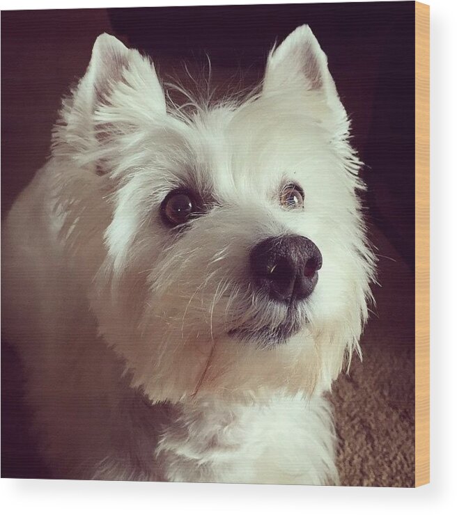 Westie Wood Print featuring the photograph Open Your Eyes; There Is Beauty by CIndy Thibault