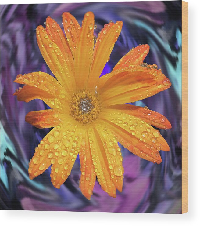 Daisy Wood Print featuring the photograph Orange Daisy Swirl by Alison Stein
