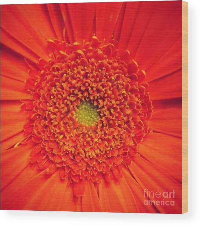 Flower Wood Print featuring the photograph Orange for Andy by Denise Railey