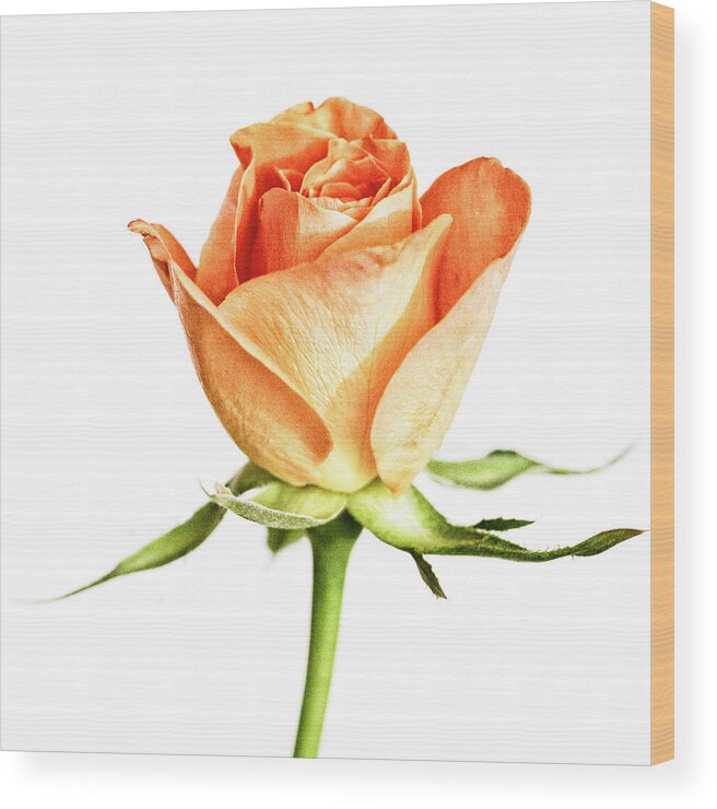 Rose Wood Print featuring the photograph Orange Rose by Tanya C Smith