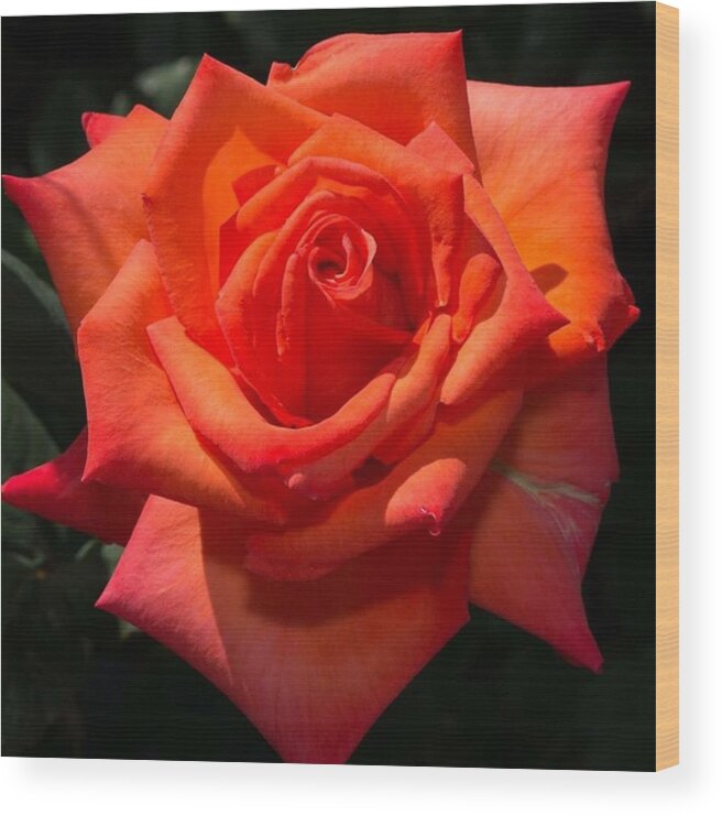 Beautiful Wood Print featuring the photograph Orange Tropicana Rose by Michael Moriarty
