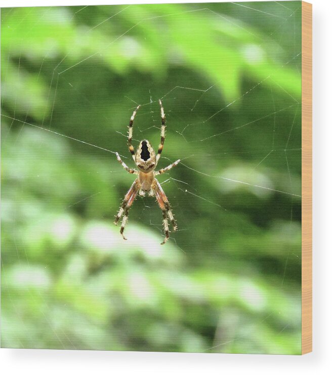 Spider Wood Print featuring the photograph Orb Weaver by Azthet Photography