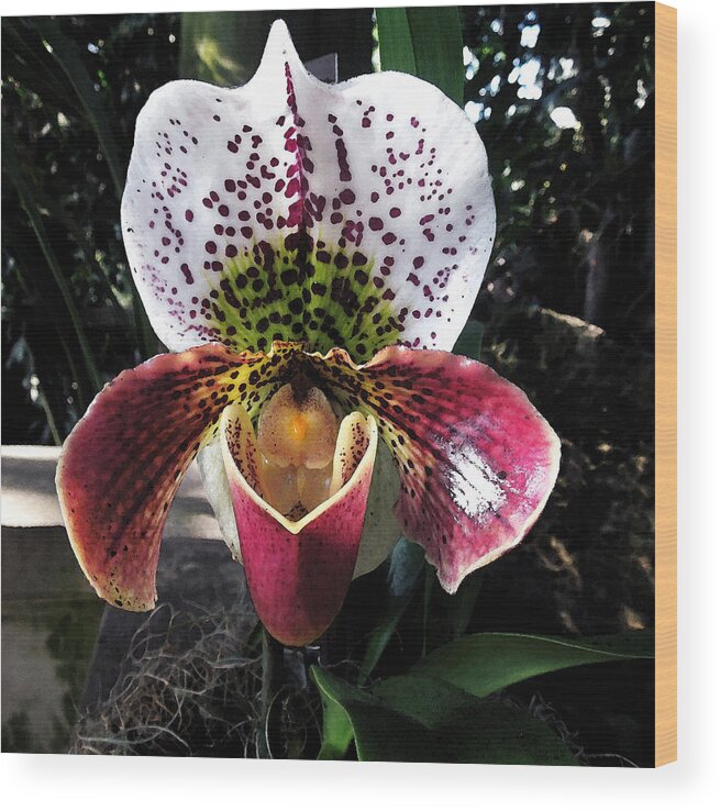Orchid Wood Print featuring the photograph Orchid by Don Wright