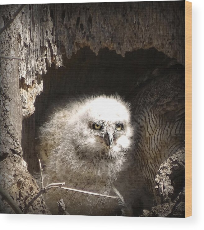 Owlet Wood Print featuring the photograph Owlet by Dark Whimsy