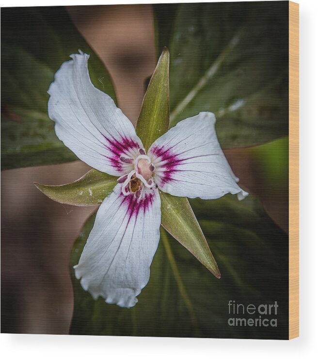 Painted Trillium Wood Print featuring the photograph Painted Trillium by Grace Grogan