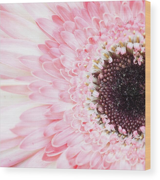 Pink Wood Print featuring the photograph Pale Pink Gerbera Daisy by Lisa Blake