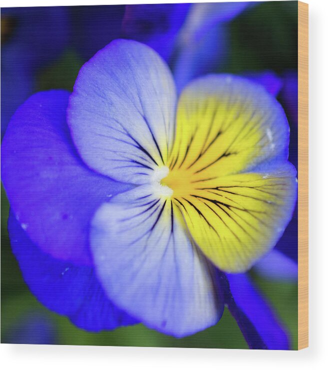 Pansy Wood Print featuring the photograph Pansy Close-up Square by Lisa Blake