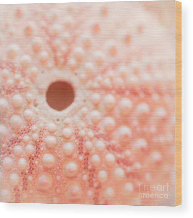 Seashell Wood Print featuring the photograph Pastel Keyhole by Ana V Ramirez