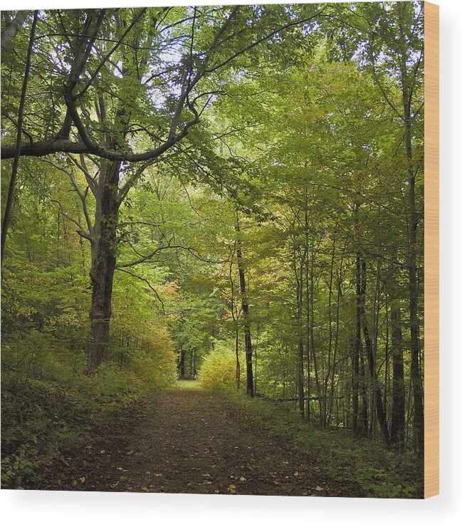 Trees Wood Print featuring the photograph Pathway lined by trees by Wilma Birdwell
