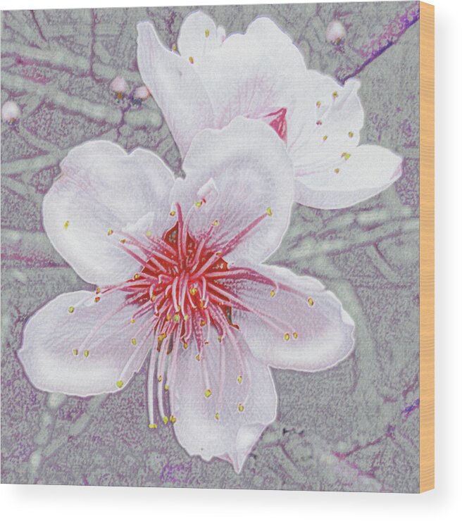 Flower Wood Print featuring the digital art Peach Blossoms by Jane Schnetlage