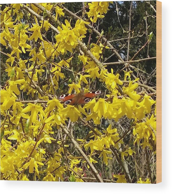 Inspiration Wood Print featuring the photograph Peacock Butterfly Visit by Rowena Tutty