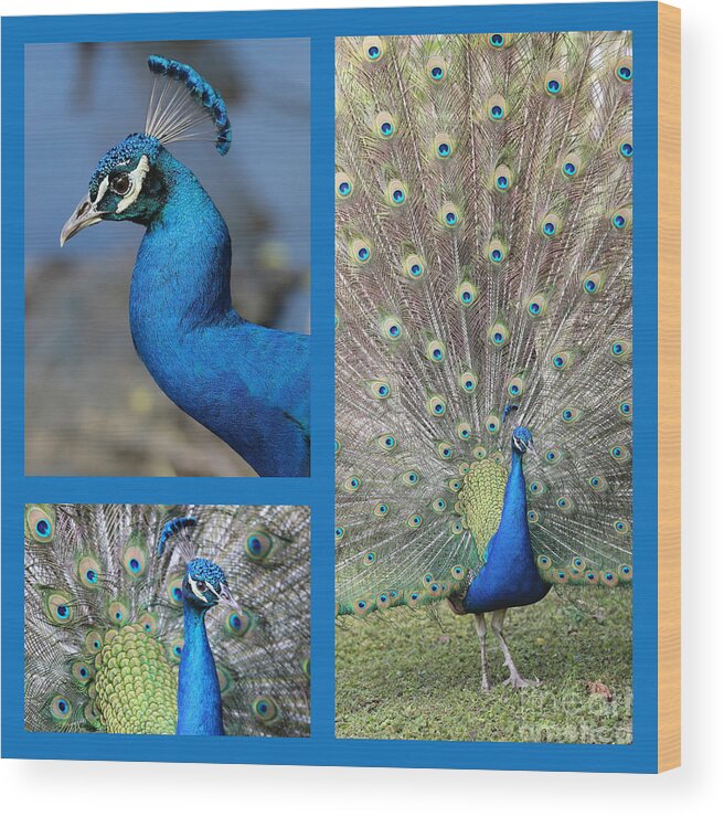 Collages Wood Print featuring the photograph Peacock Collage in Blue by Carol Groenen