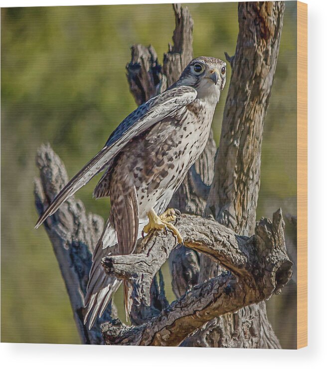 Arizona Wood Print featuring the photograph Peregrine Falcon Portrait by Teresa Wilson