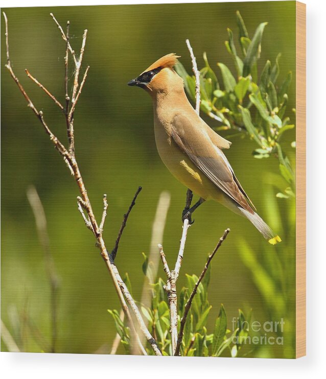 Cedar Waxwing Wood Print featuring the photograph Perfectly Perched by Adam Jewell