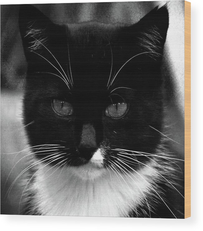 Cat Wood Print featuring the photograph Pet Photography KitKat Portrait 5 by Lesa Fine