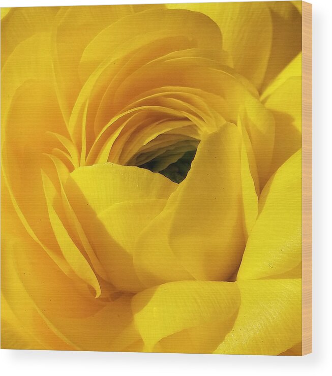 Flower Wood Print featuring the photograph Petal Pushers by Lori Lafargue