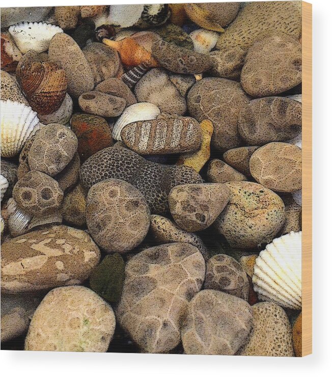 Stone Wood Print featuring the photograph Petoskey Stones with Shells l by Michelle Calkins