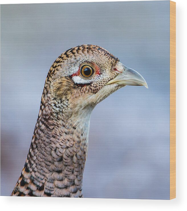 Pheasant Hen Wood Print featuring the photograph Pheasant Hen by Torbjorn Swenelius