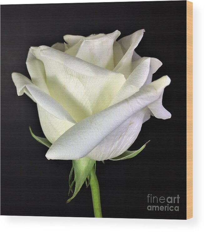 Photograph Wood Print featuring the photograph Photograph White Rose by Delynn Addams by Delynn Addams