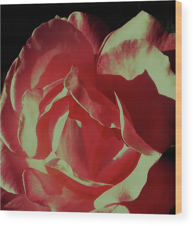 Pink Rose Wood Print featuring the photograph Pink by Daniele Smith