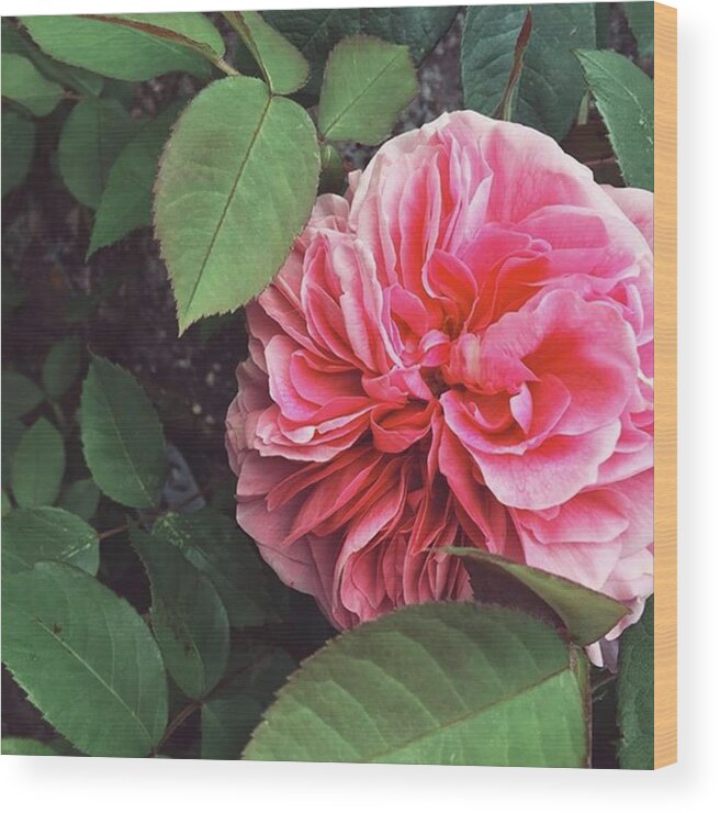 Pink Wood Print featuring the photograph #pink #flowers #rose #english by Emma Gillett
