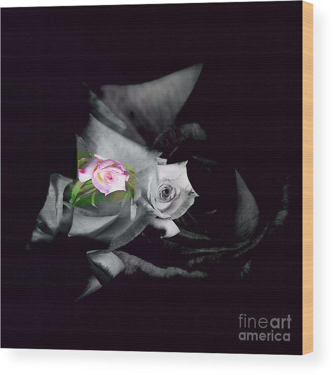 Pink Rose Wood Print featuring the photograph Pink Rose 2 Shades of Grey by Elaine Hunter