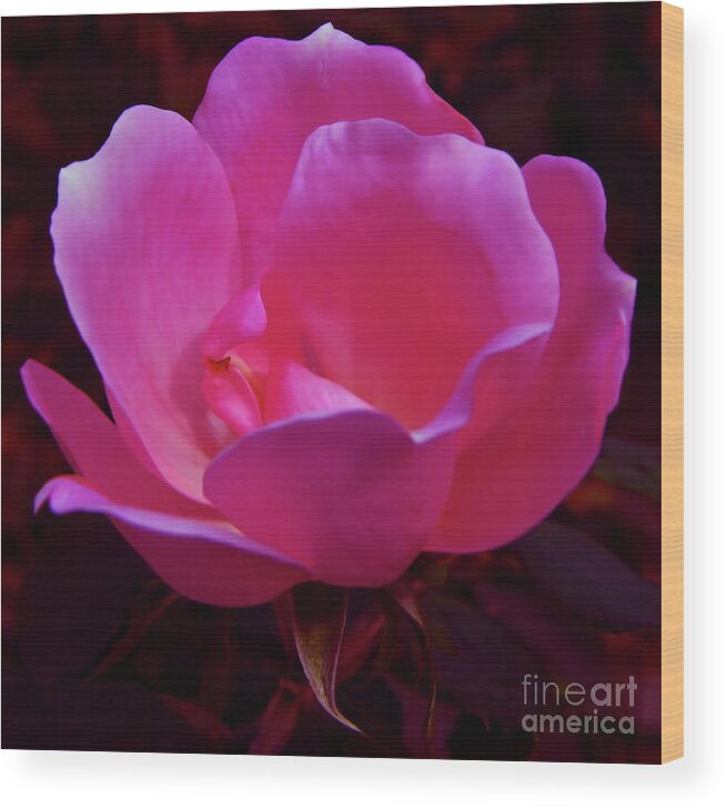 Rose Wood Print featuring the photograph Pink Rose by D Hackett