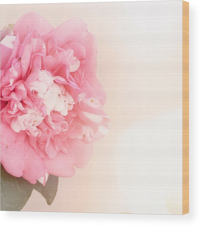 Pink Wood Print featuring the photograph Pink ruffled camellia by Cindy Garber Iverson