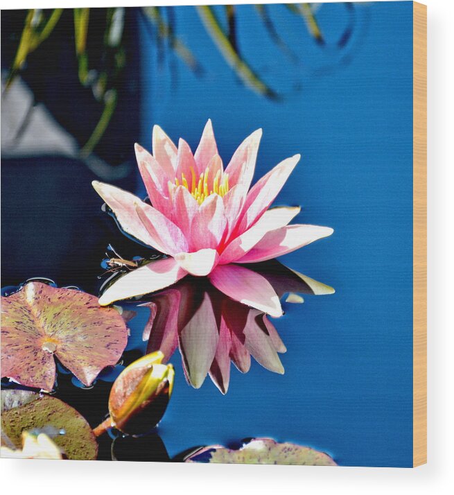 Water Lily Lily Wood Print featuring the photograph Pink Water Lily with Reflection by Amy McDaniel