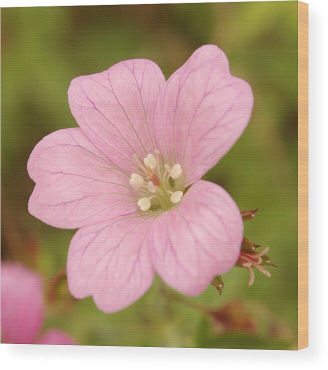 Pink Wood Print featuring the photograph Pink Wild Geranium by Adrian Wale