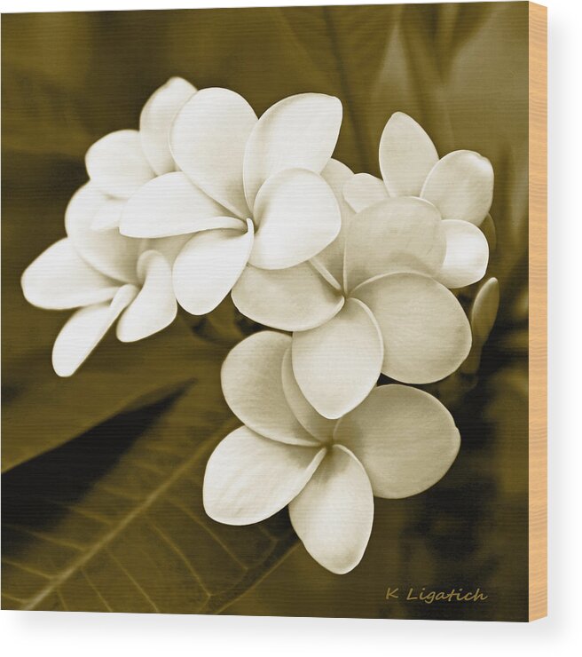 Plumeria Wood Print featuring the photograph Plumeria - Brown Tones by Kerri Ligatich