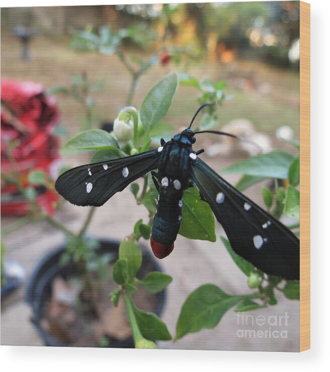 Adrian-deleon Wood Print featuring the photograph Polka Dot Wasp Moth by Adrian De Leon Art and Photography