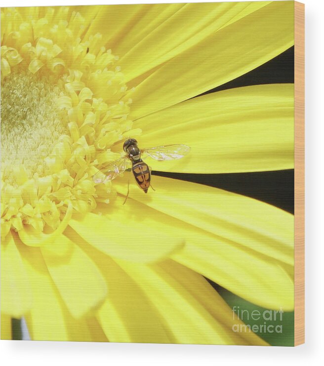 Daisy Wood Print featuring the photograph Pollinator and Daisy by Robert E Alter Reflections of Infinity