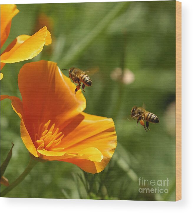 California Poppy And Bees Wood Print featuring the photograph Poppy and Bees by Marc Bittan