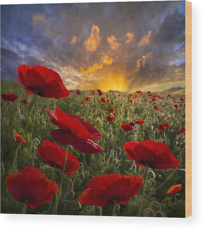 Appalachia Wood Print featuring the photograph Poppy Field by Debra and Dave Vanderlaan