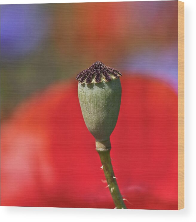 Nature Wood Print featuring the photograph Poppy Seed Capsule by Heiko Koehrer-Wagner