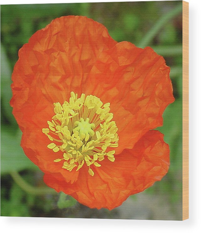 Center Wood Print featuring the photograph Poppy by Shirley Heyn