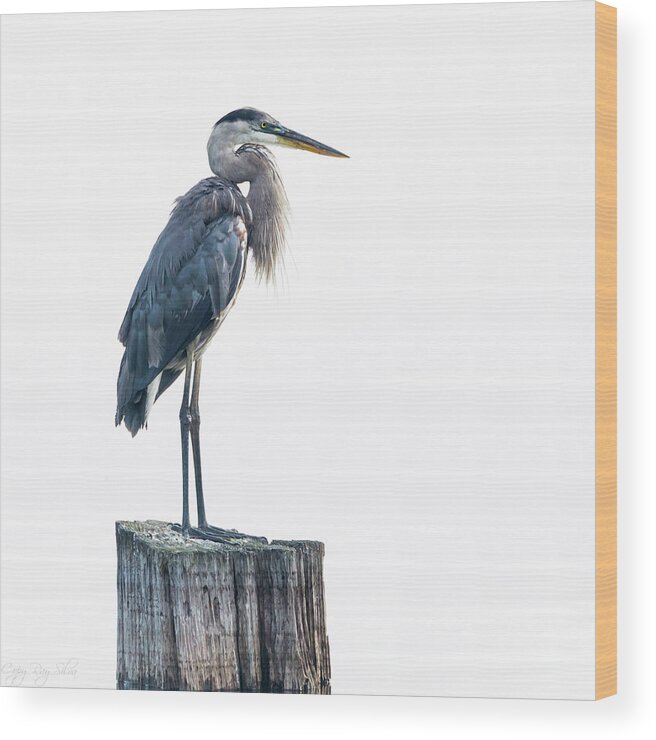 Harris Neck Wood Print featuring the photograph Portrait of a Great Blue by Ray Silva