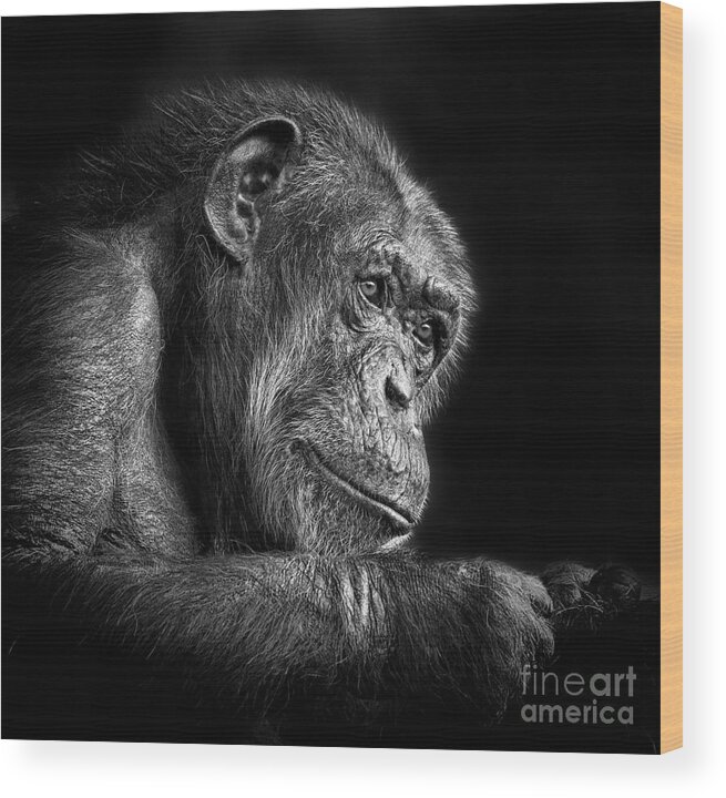 Portrait Of An Elderly Chimp Wood Print featuring the photograph Portrait of an Elderly Chimp IV by Jim Fitzpatrick