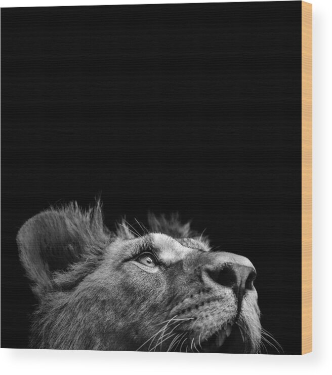 Lion Wood Print featuring the photograph Portrait of Lion in black and white III by Lukas Holas